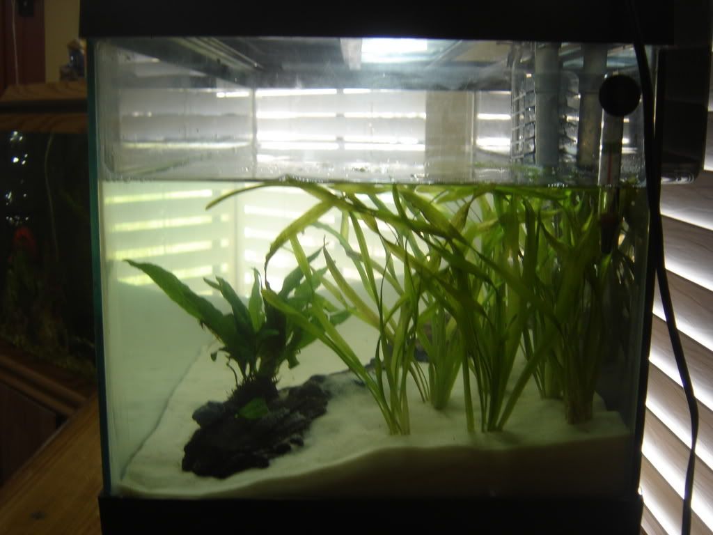 progessof20gallon013.jpg