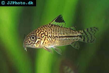 false-julii-cory-1.jpg