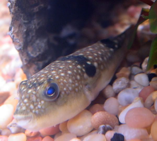puffer1.jpg
