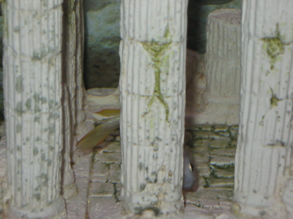 killifishback019.jpg