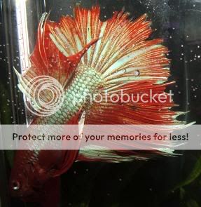 bettas068.jpg