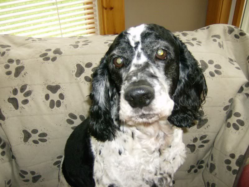 pepper011.jpg