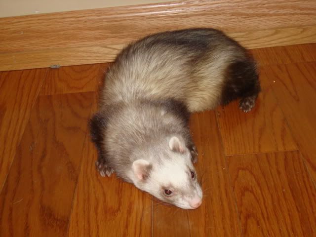 ferrets038-1.jpg
