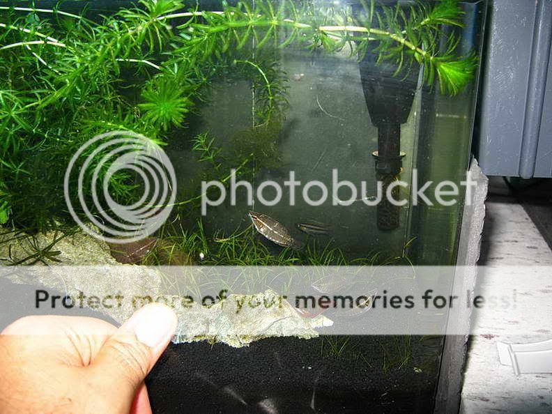 Samurai_Gourami_47.jpg