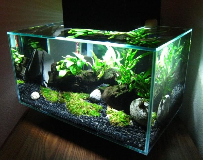 111109tank.jpg