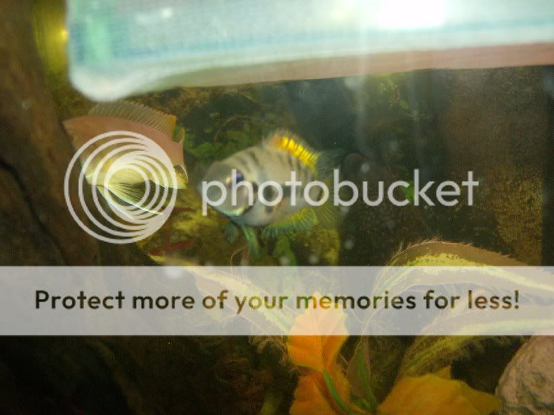 Cichlids009.jpg