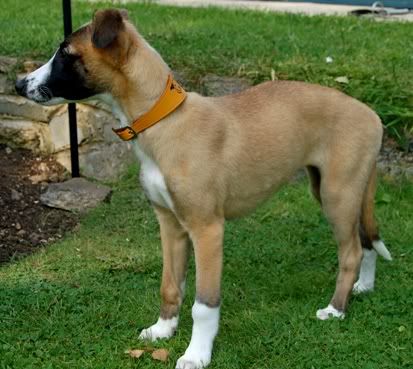 Puppy4.jpg