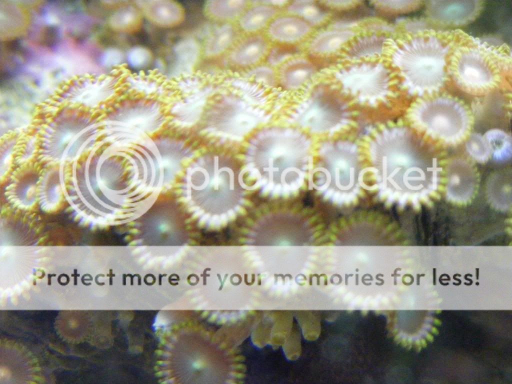 newfish022.jpg