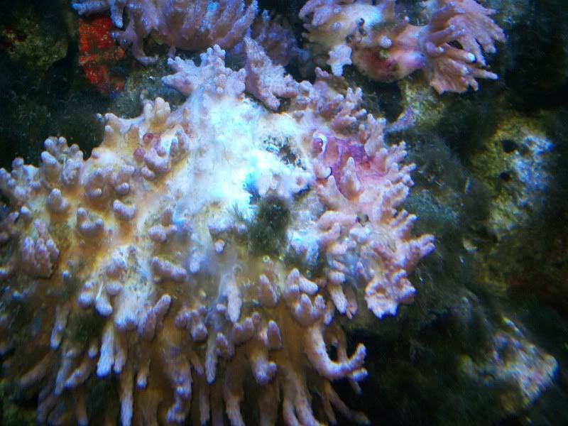 coral009.jpg