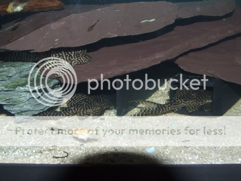 DSCF0461.jpg