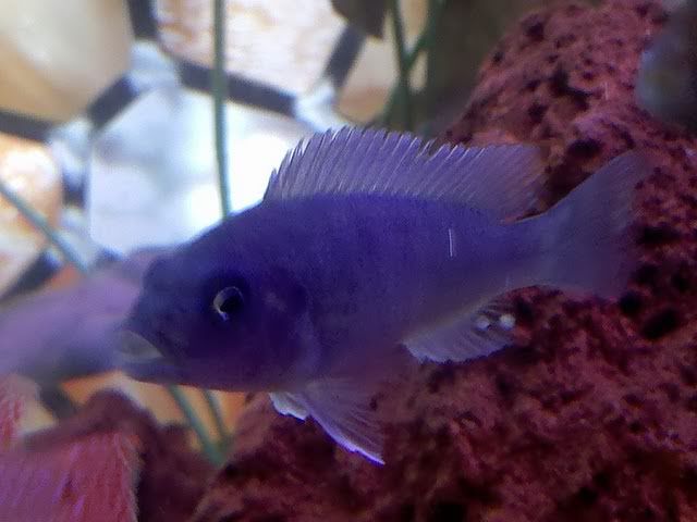 fish1-1.jpg