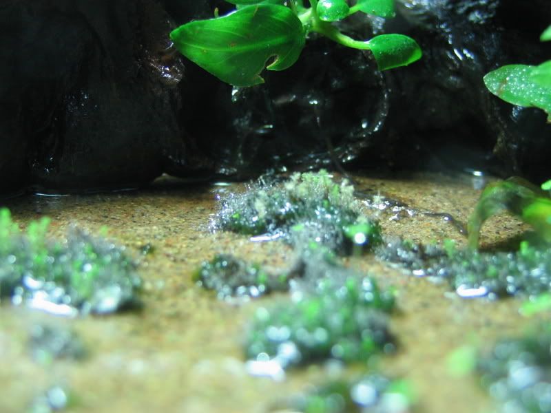 25growth023-1.jpg