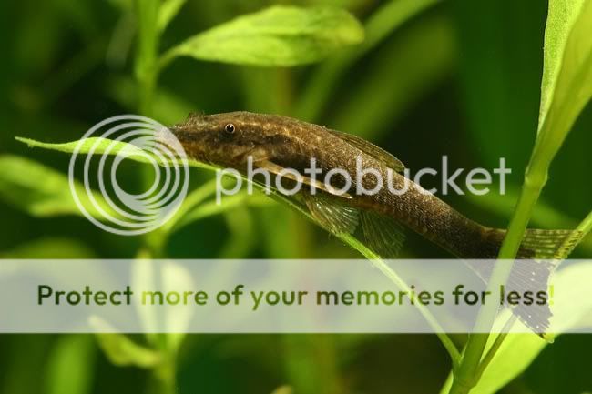 Hisonotusleucofrenatus.jpg
