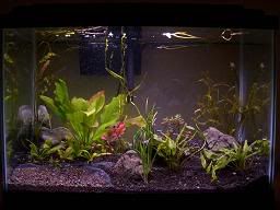 aquarium1-15-2005.jpg