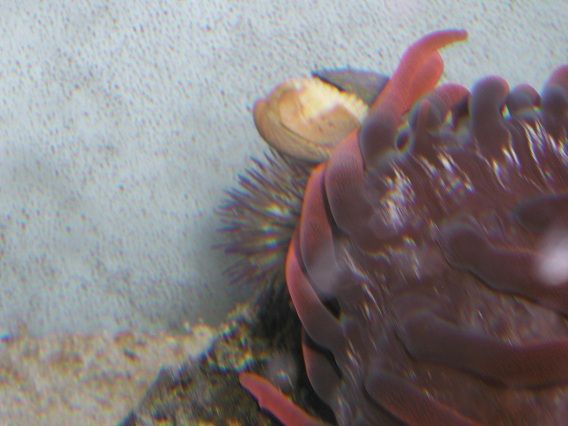 lytechinus3.jpg