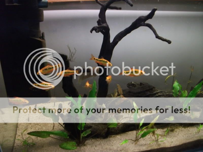 fishetc043.jpg