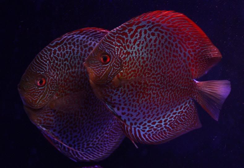 discus99.jpg