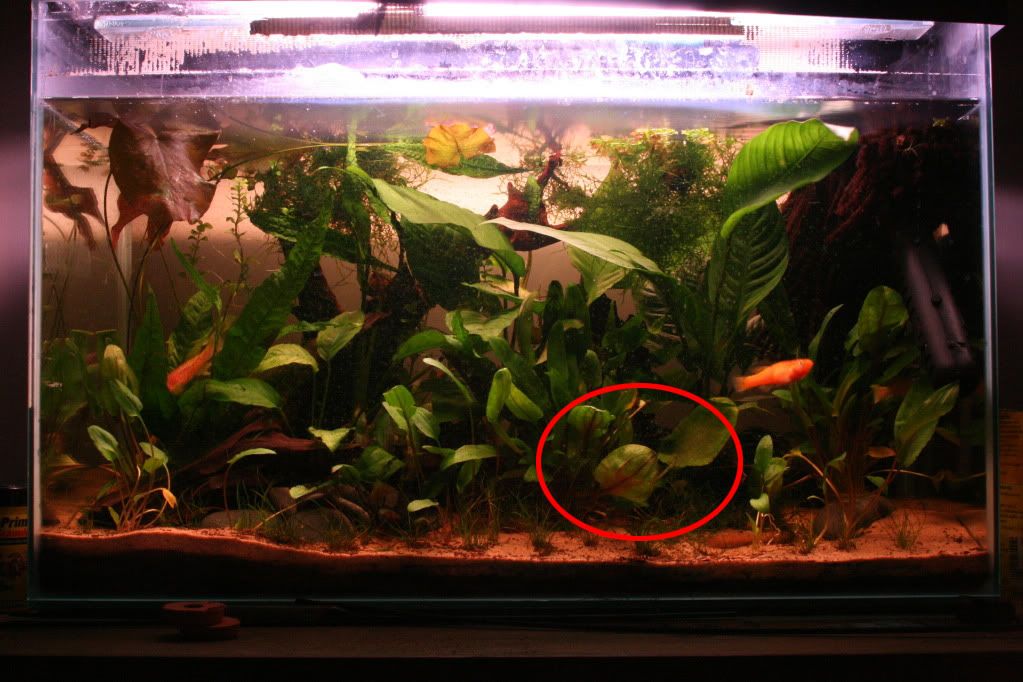 Plant.jpg