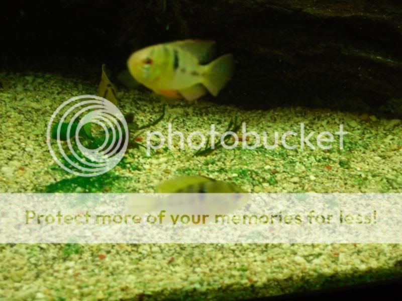fishtwo020.jpg