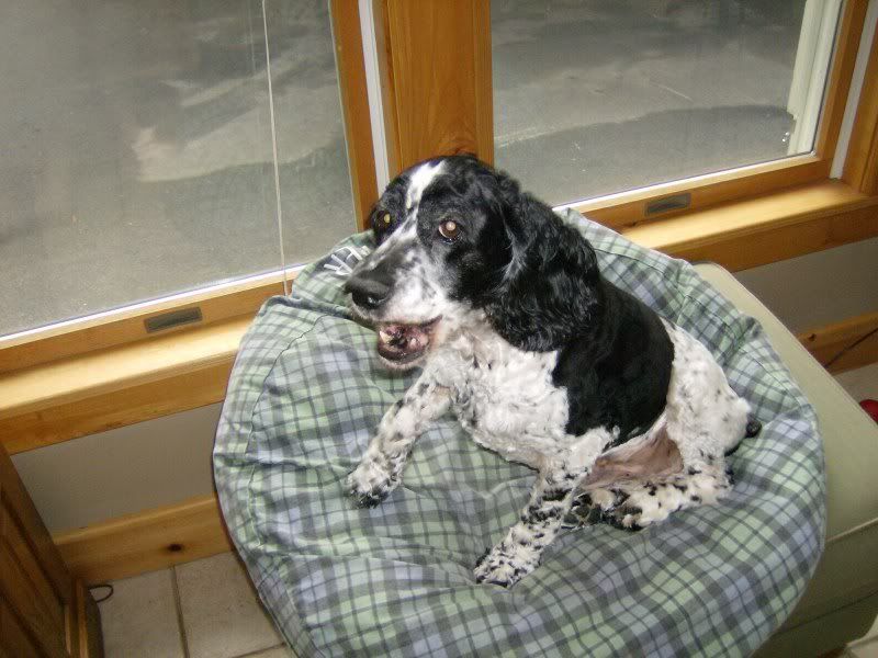 pepper004.jpg