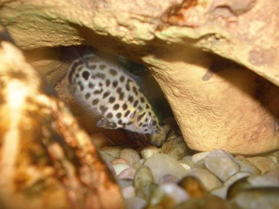 BUSHFISH2.jpg