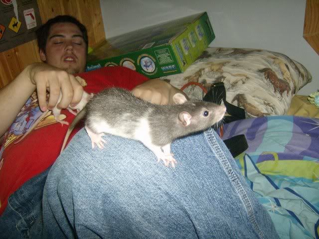 Rats033.jpg