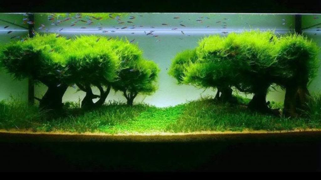 image-2_zps43fb44c7.jpg
