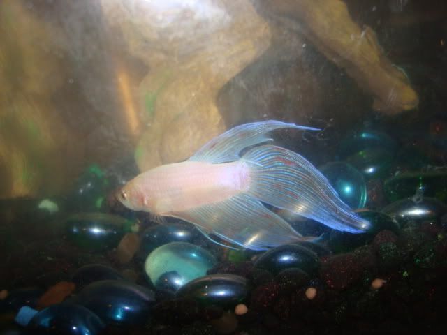 bettas011.jpg