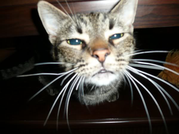 pets8.jpg