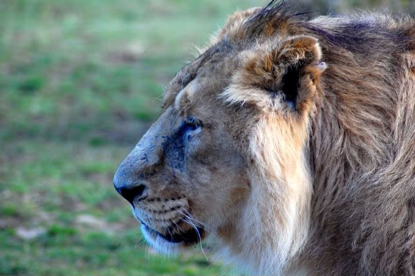 cotswoldwildlifepark320.jpg