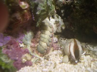 chiton.jpg