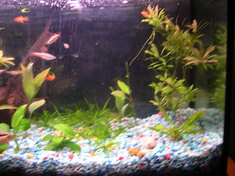 plantedtank4.jpg