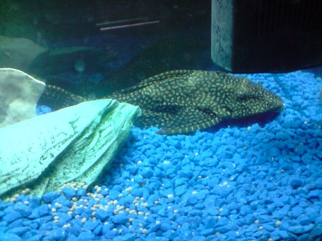 plec.jpg