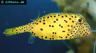 boxfish.jpg