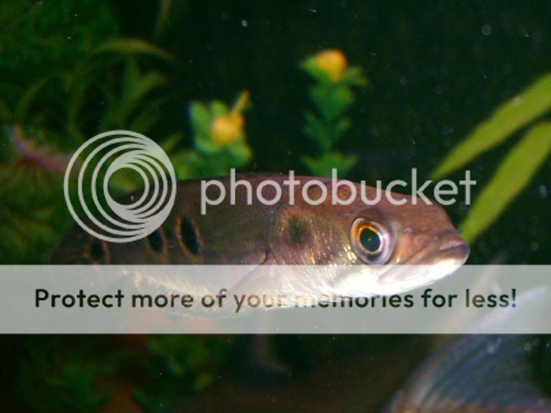 newoakwoodtanklook059.jpg