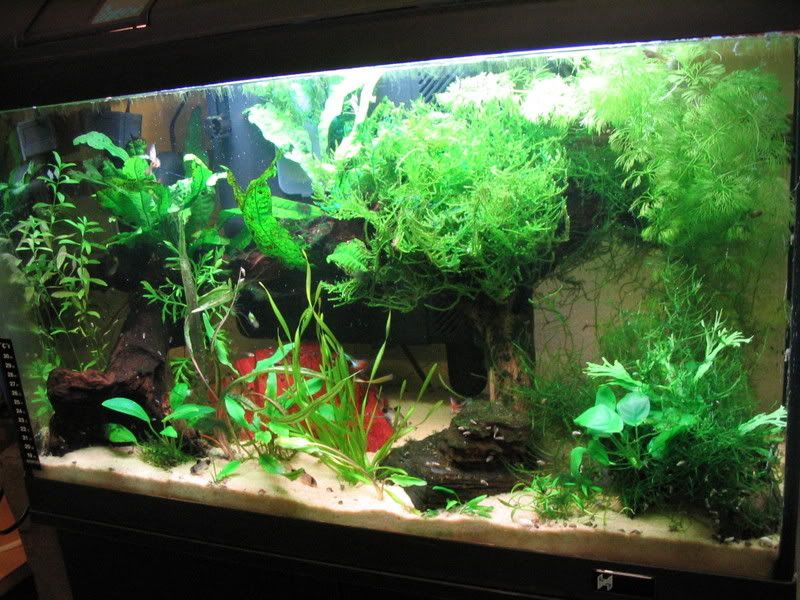 Tank3ii.jpg