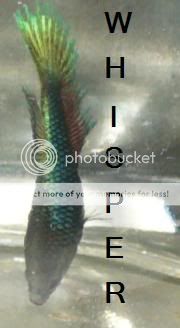 whisper3.jpg