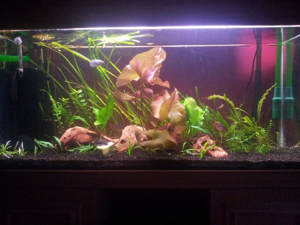 Fishtanklilly.jpg