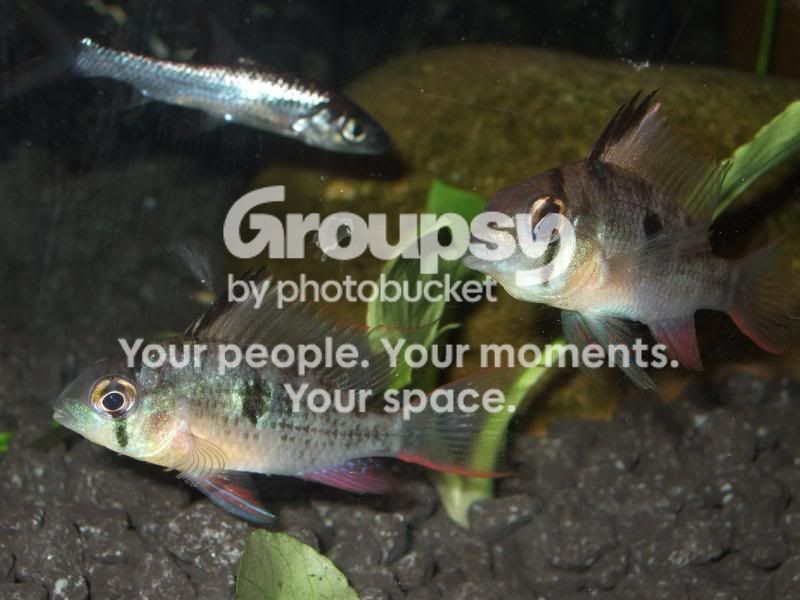 fish003-1.jpg