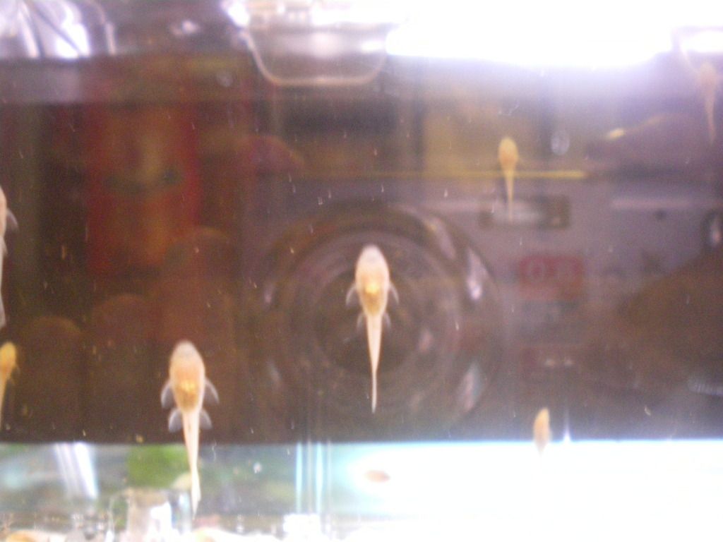 IMGP0450.jpg