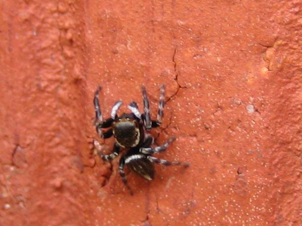 spiders-026web.jpg