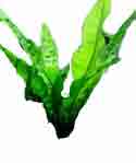 java-fern3.jpg