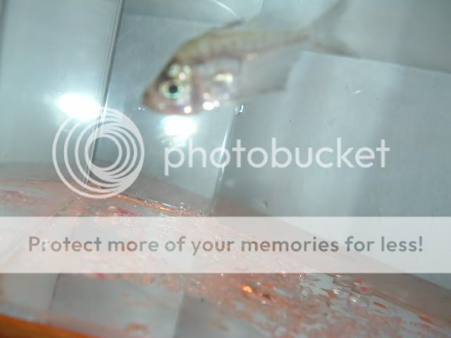sickglassfish003.jpg