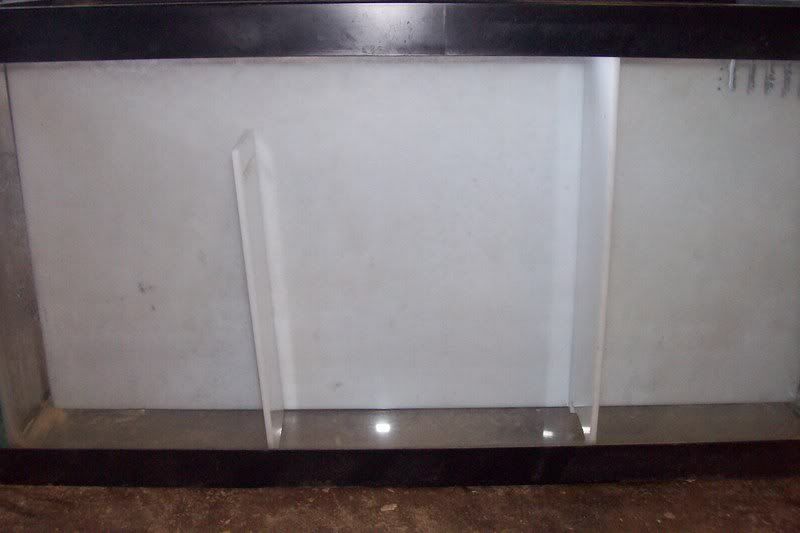 aquarium081.jpg
