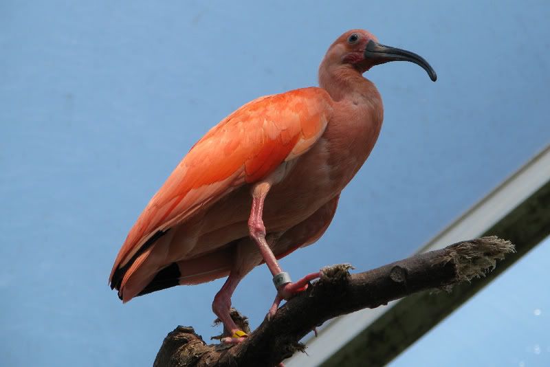 Bird3.jpg