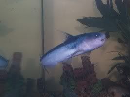blue-whale-catfish.jpg