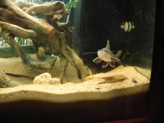 catfish2.jpg