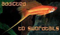 swordtail.jpg