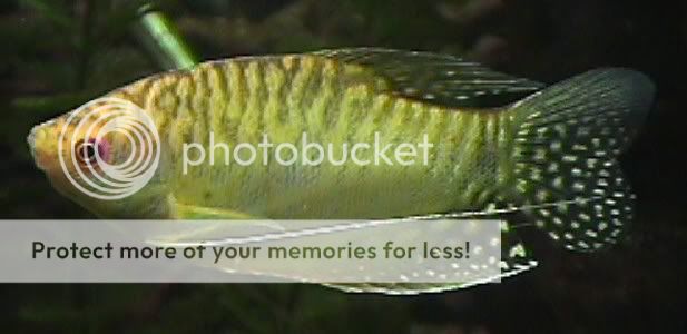 04_08_14MGldGourami.jpg