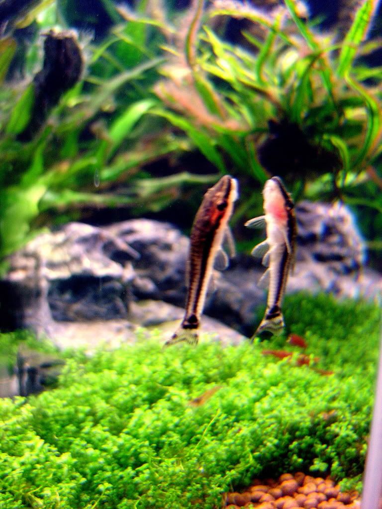 Newfish003.jpg